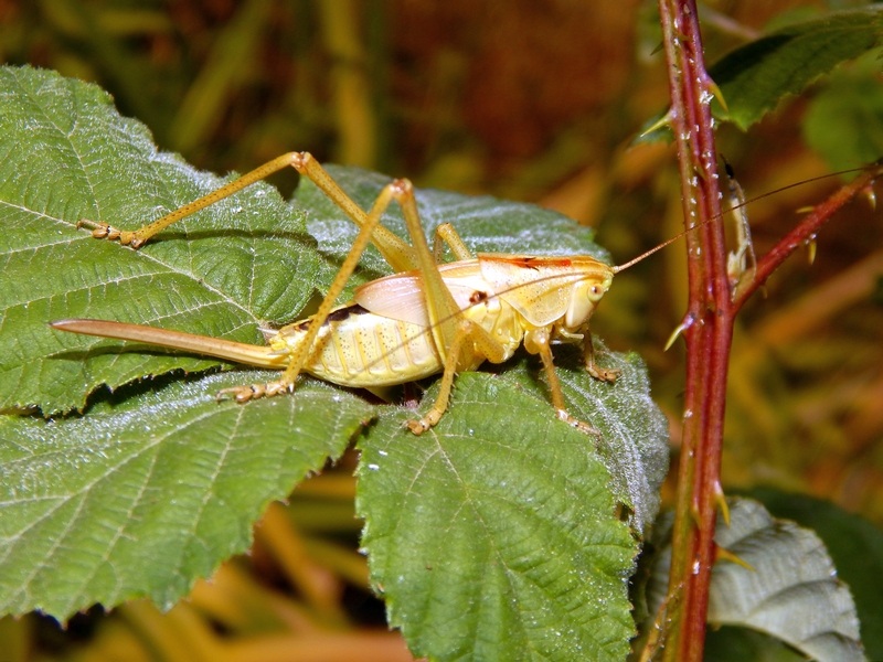 Phaneropteridae: Barbitistes cfr. serricauda